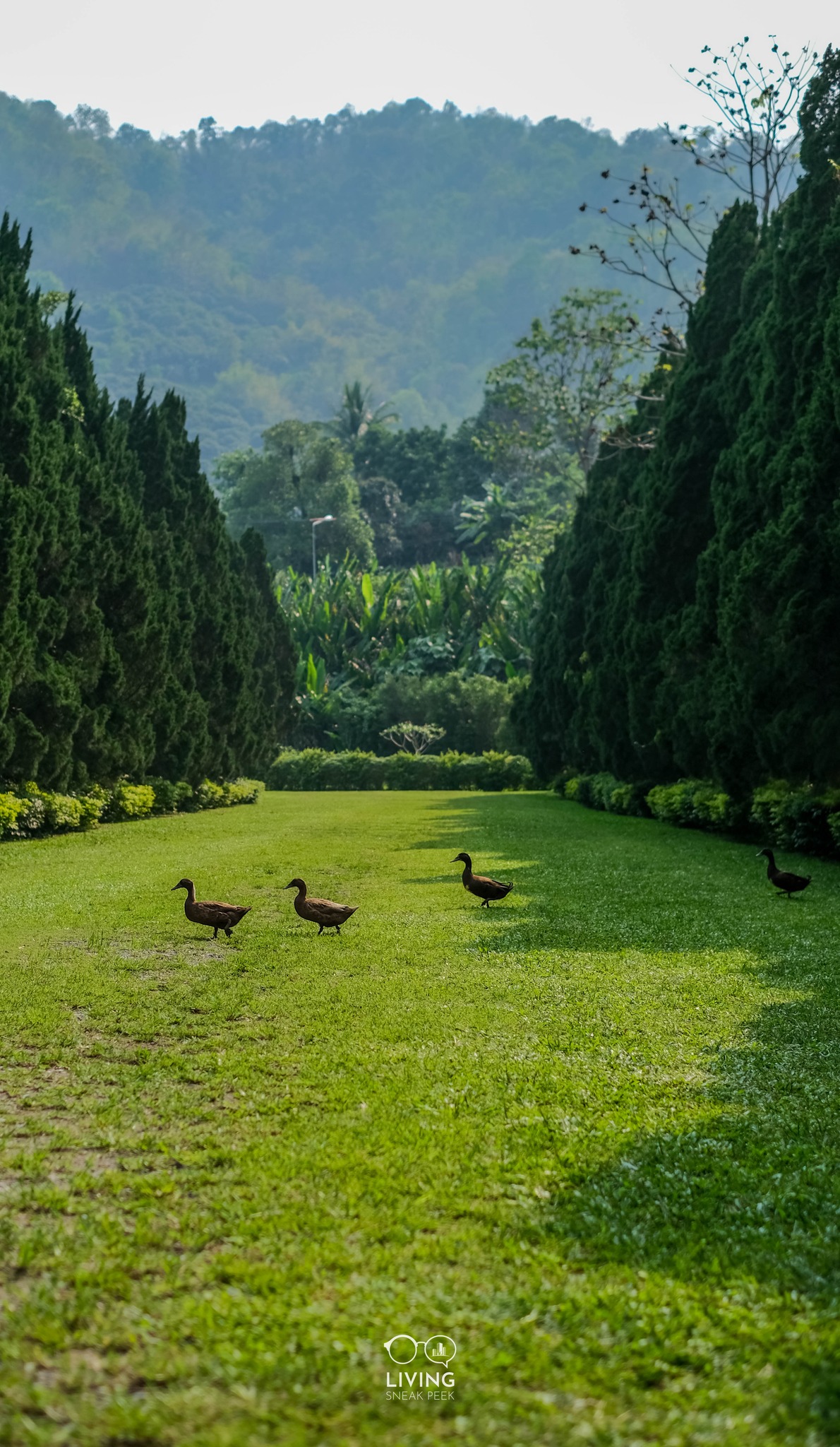 Cypress Lanes ร้านกาแฟท่ามกลางทิวสนสวยๆ เหมือนอยู่ต่างประเทศ รวมรีวิว